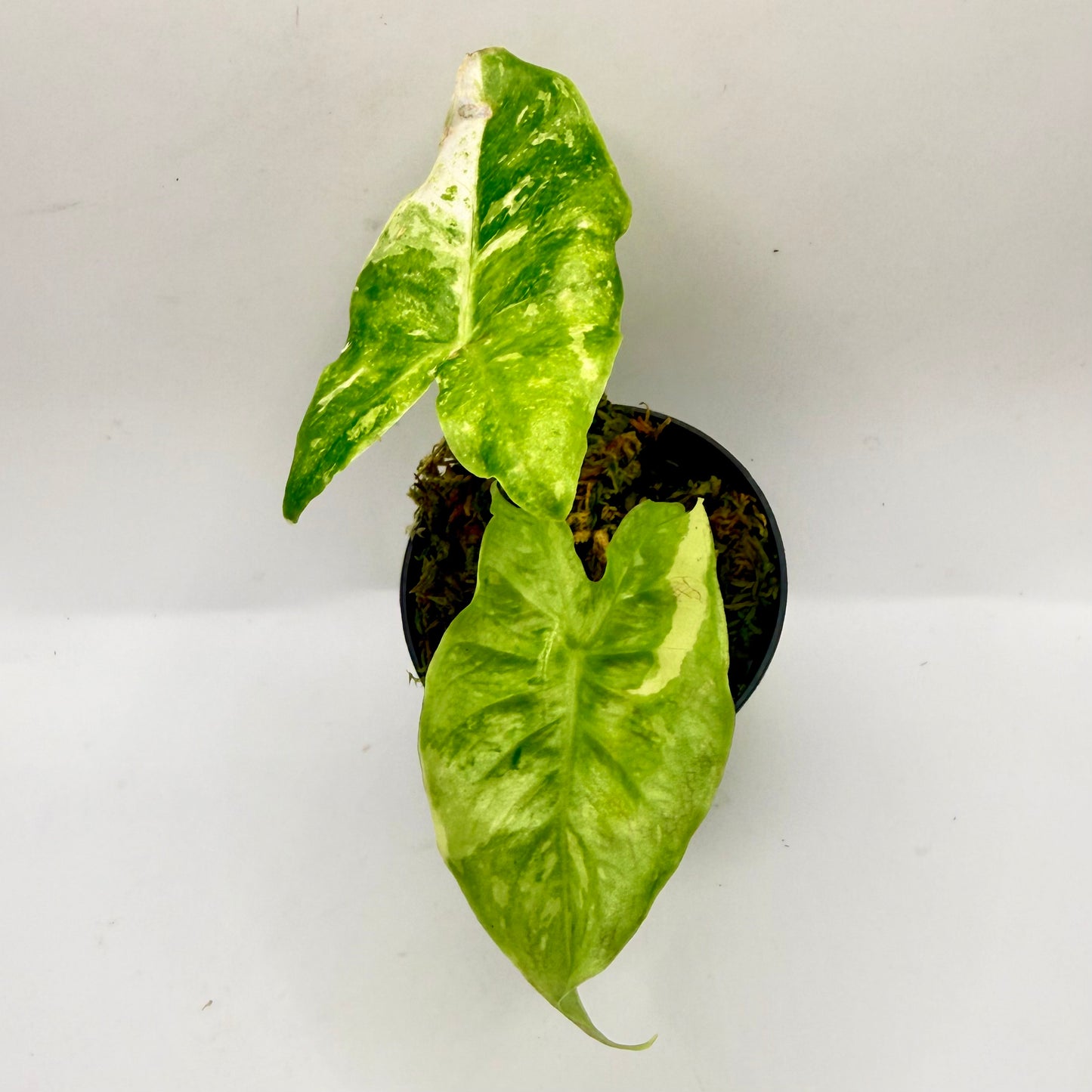 Alocasia Longiloba Lemon Lime Variegata