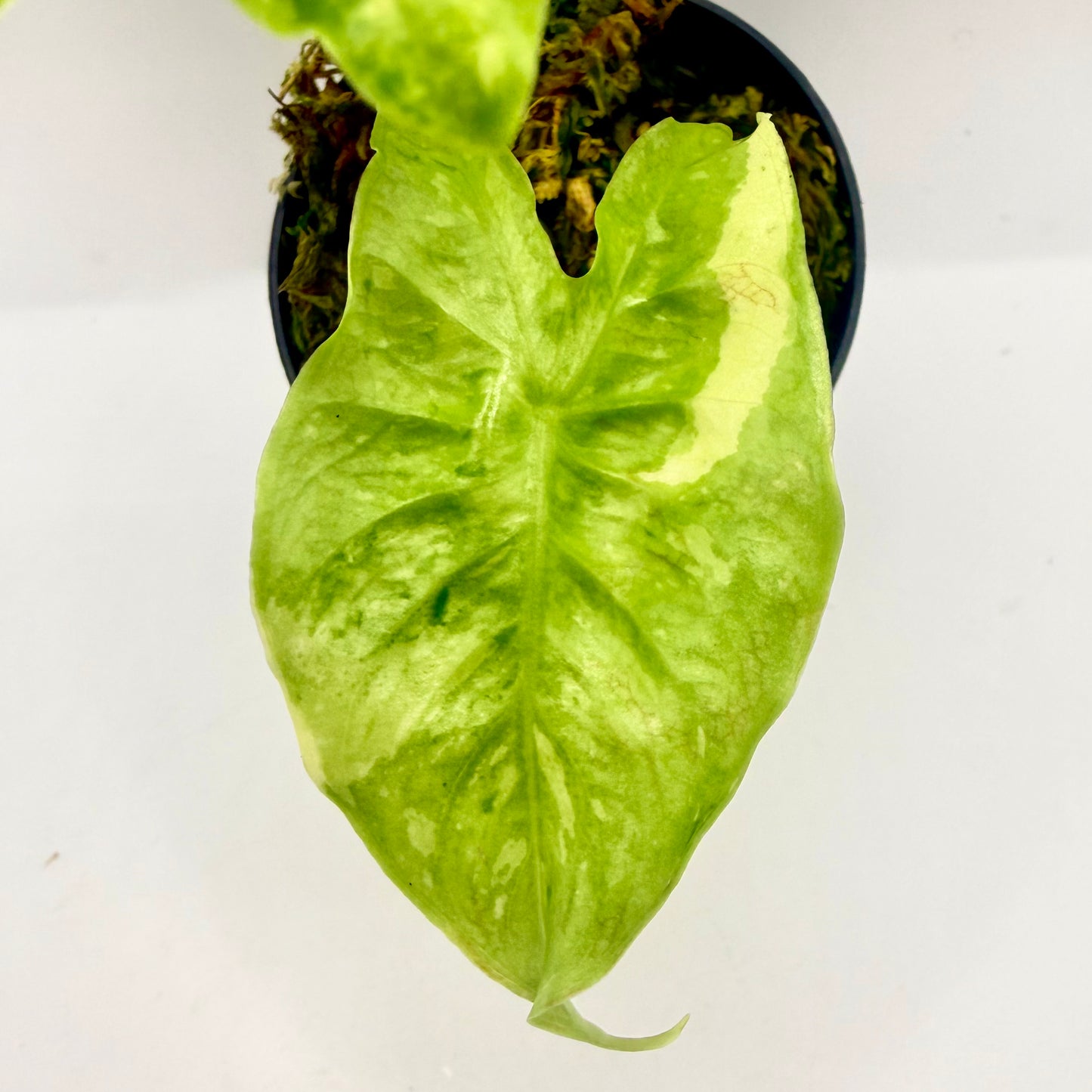 Alocasia Longiloba Lemon Lime Variegata