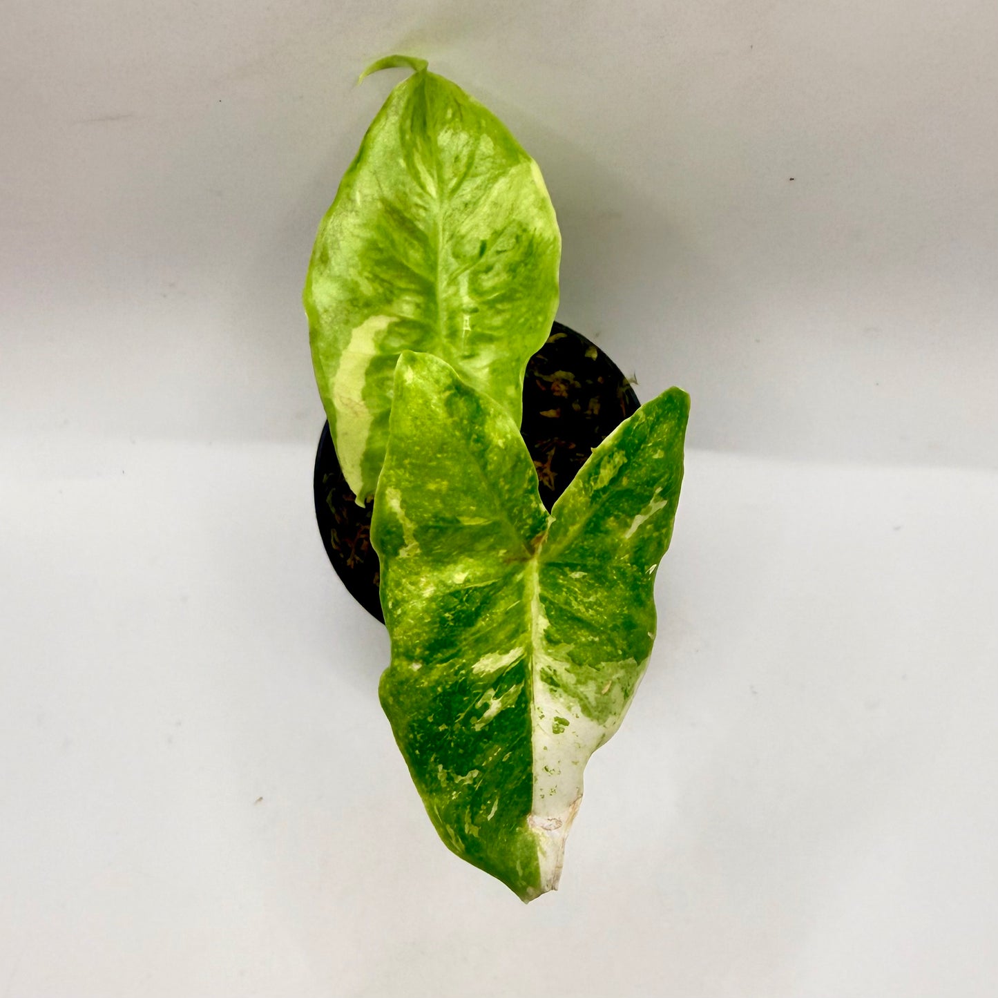 Alocasia Longiloba Lemon Lime Variegata
