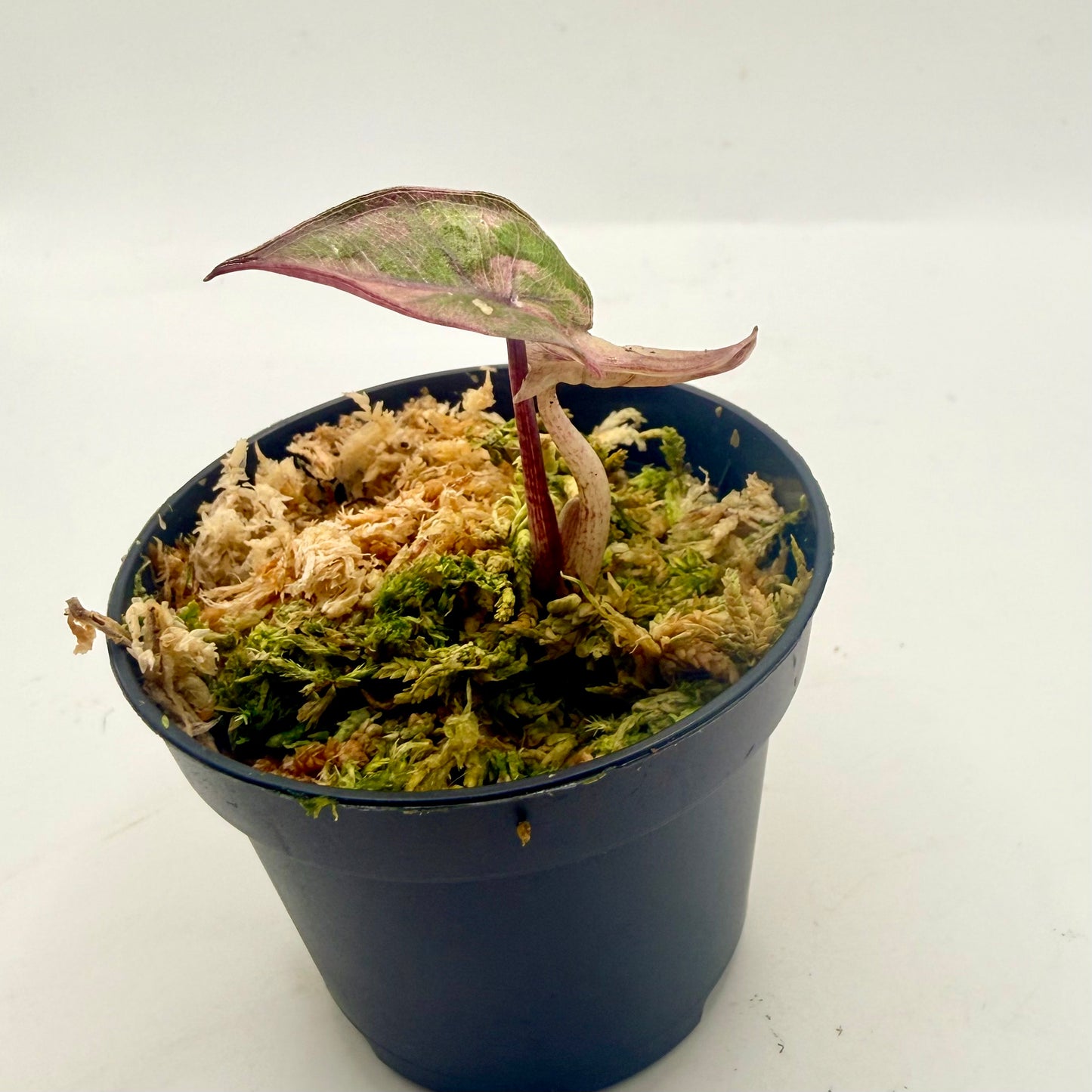 Alocasia Plumbea Nigra Pink Variegata