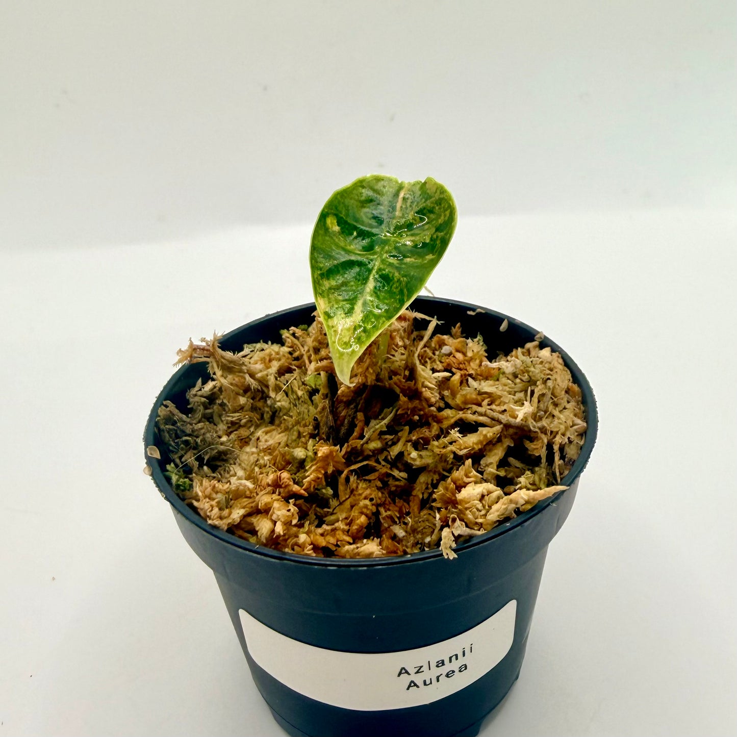 Alocasia Azlanii Aurea Variegata