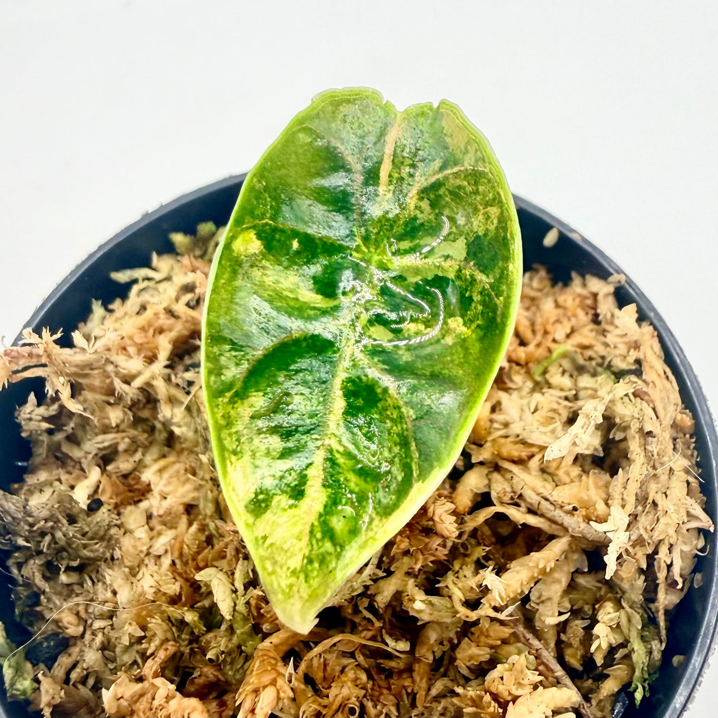 Alocasia Azlanii Aurea Variegata