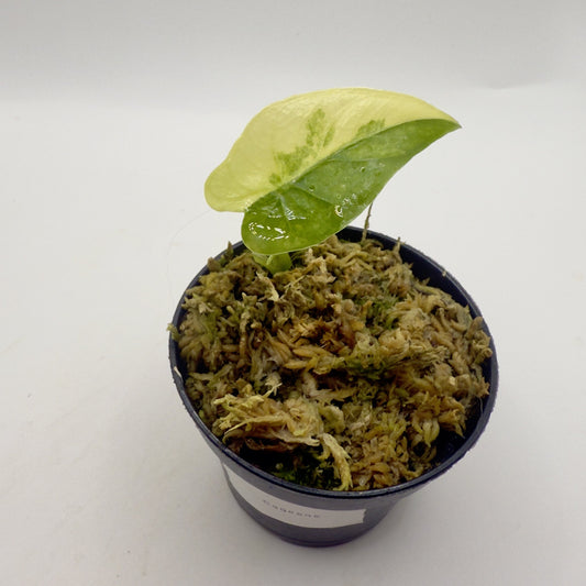 Alocasia Gageana Aurea Variegata