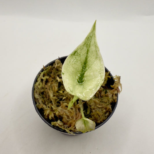 Alocasia Zebrina Mint Variegata