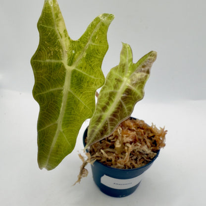 Alocasia Amazonica Aurea Variegata