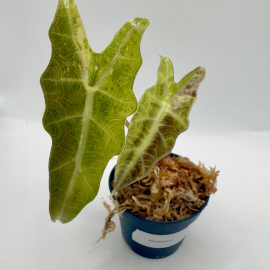 Alocasia Amazonica Aurea Variegata