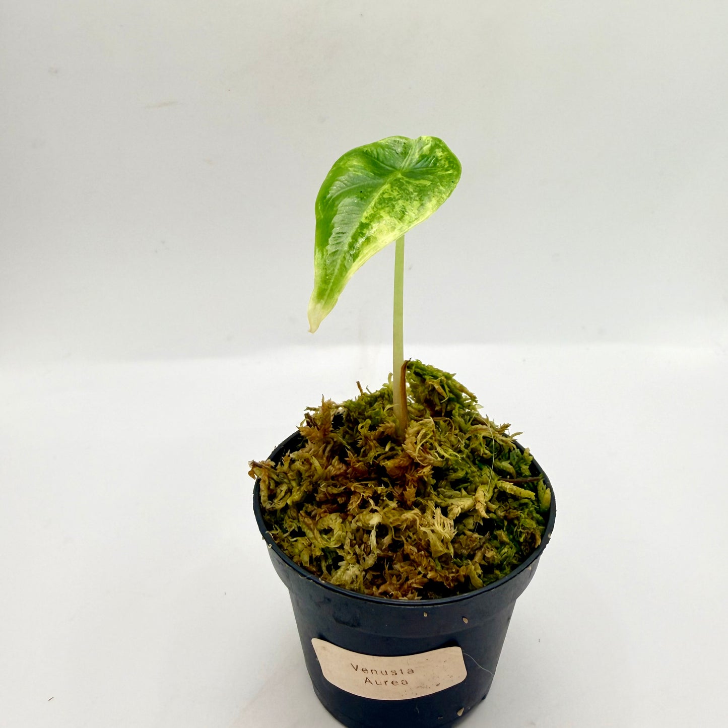 Alocasia Venusta Aurea Variegata