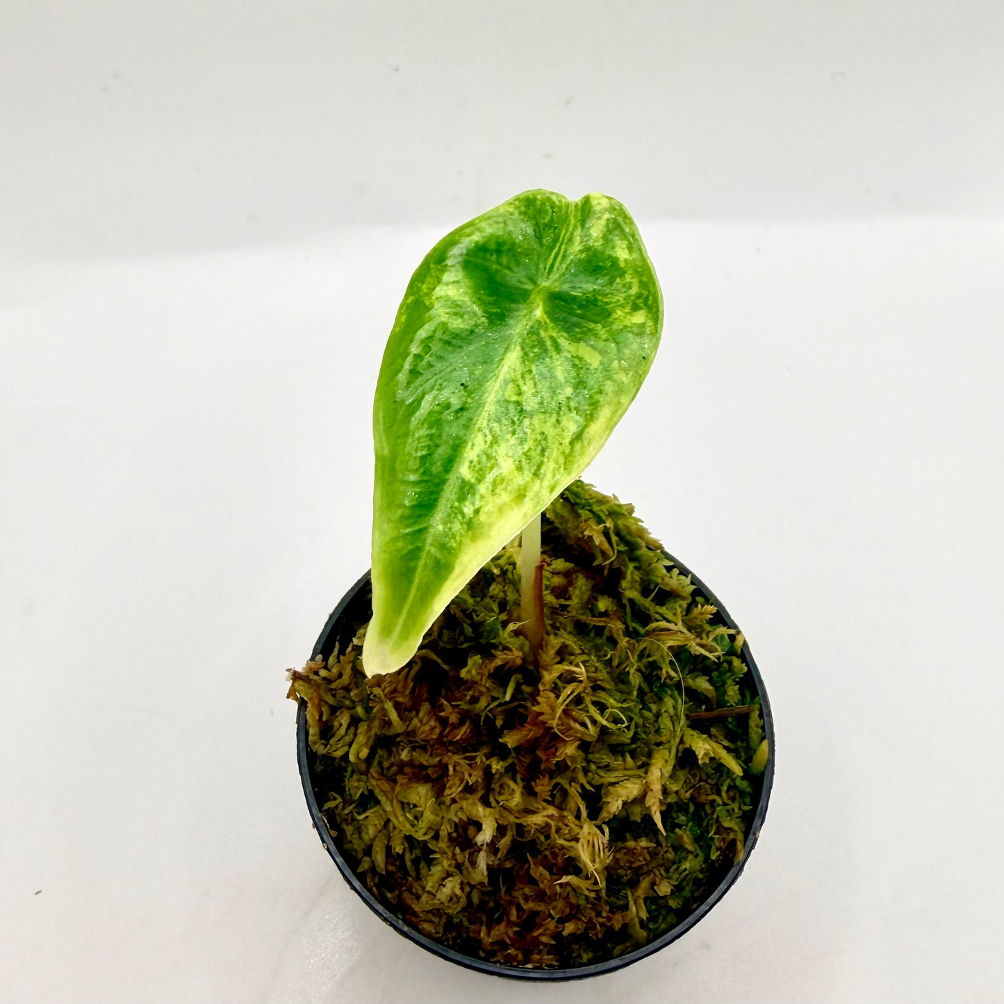 Alocasia Venusta Aurea Variegata