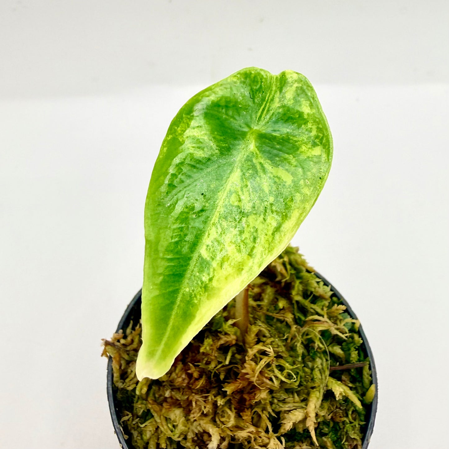 Alocasia Venusta Aurea Variegata