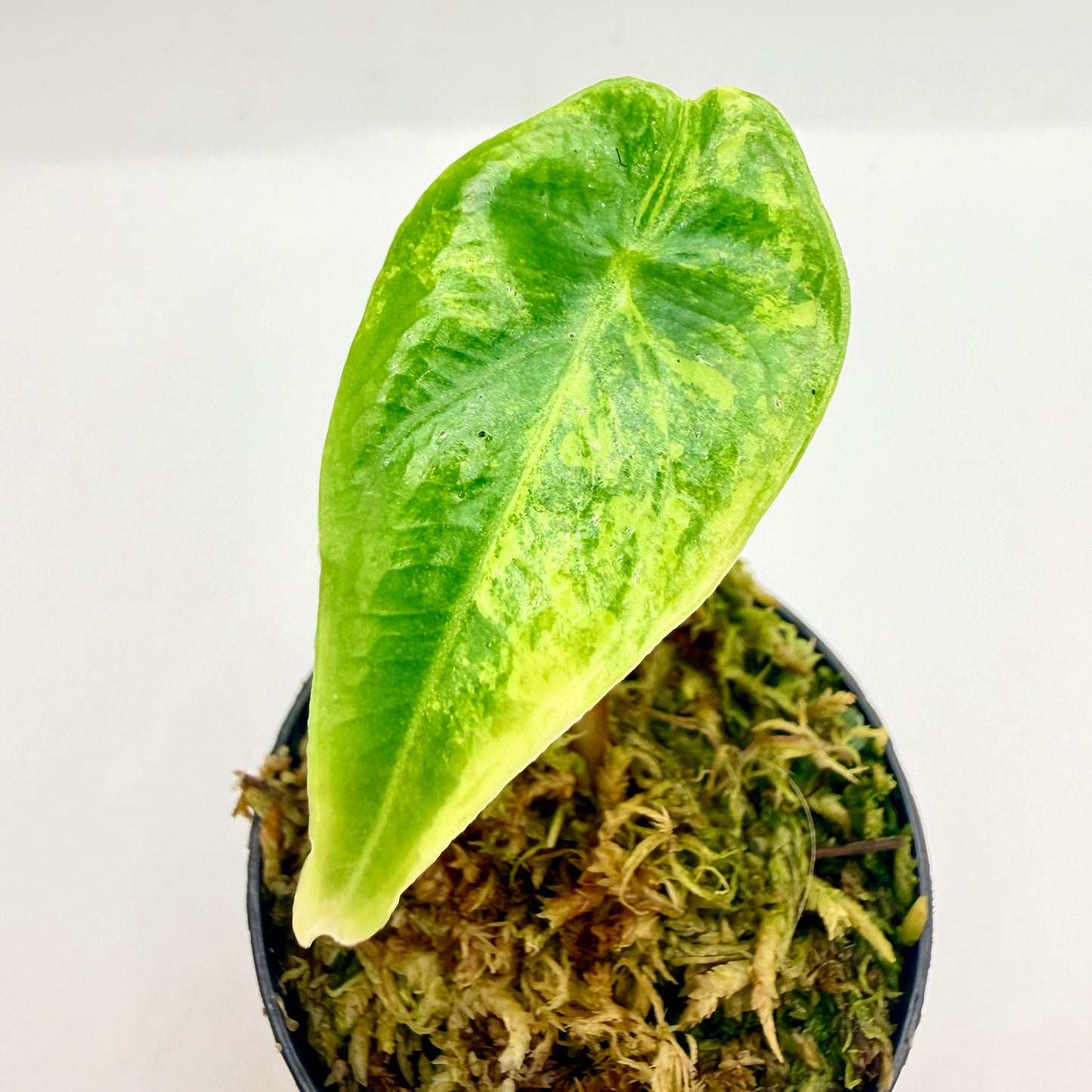 Alocasia Venusta Aurea Variegata