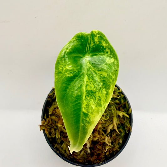 Alocasia Venusta Aurea Variegata