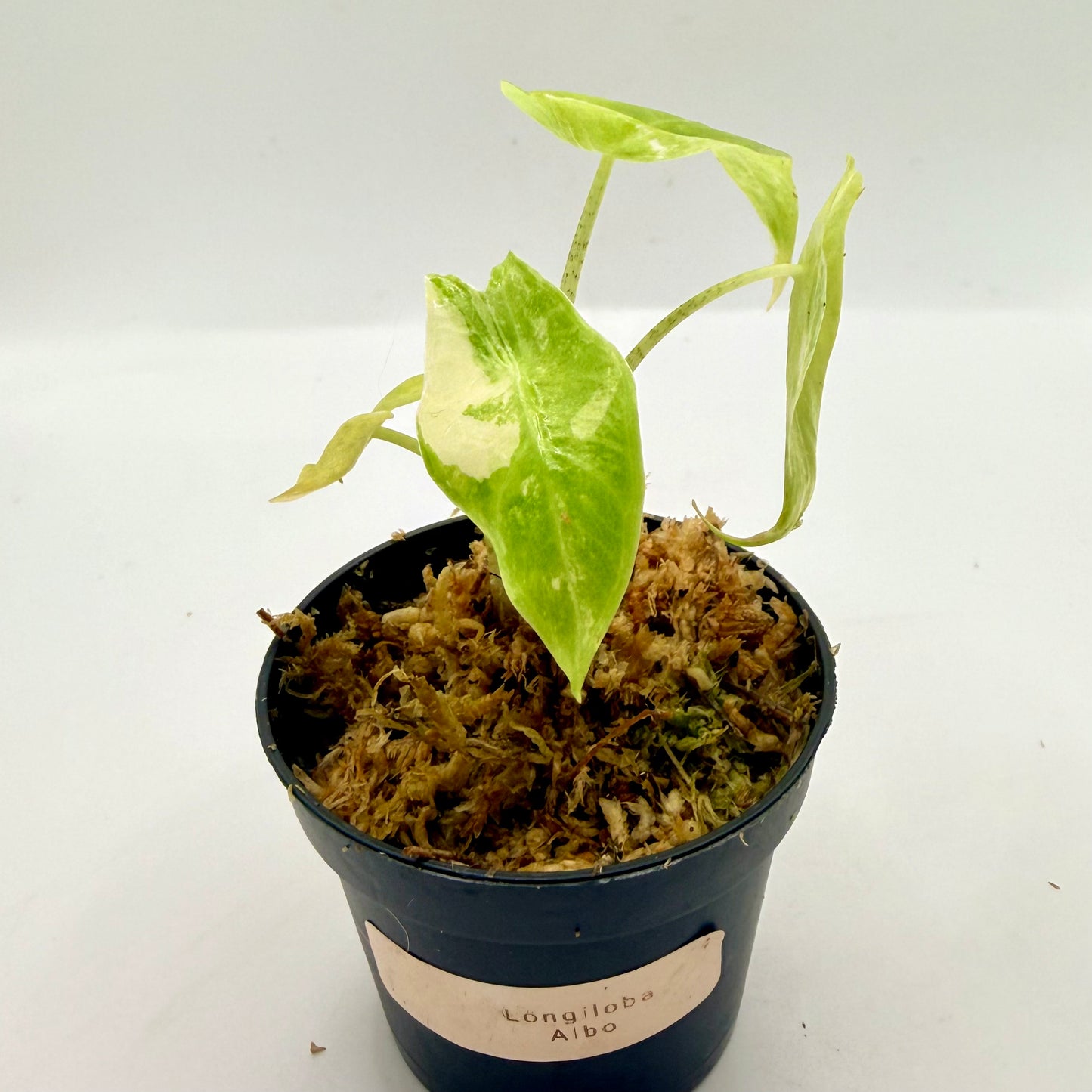 Alocasia Longiloba Albo Variegata