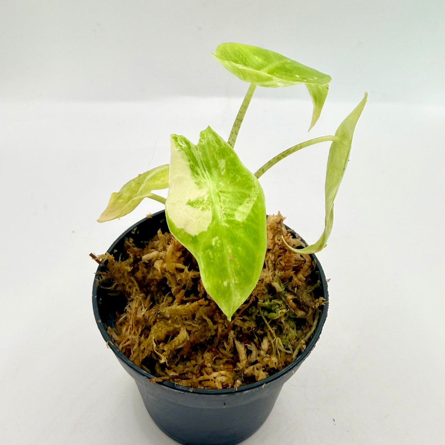 Alocasia Longiloba Albo Variegata