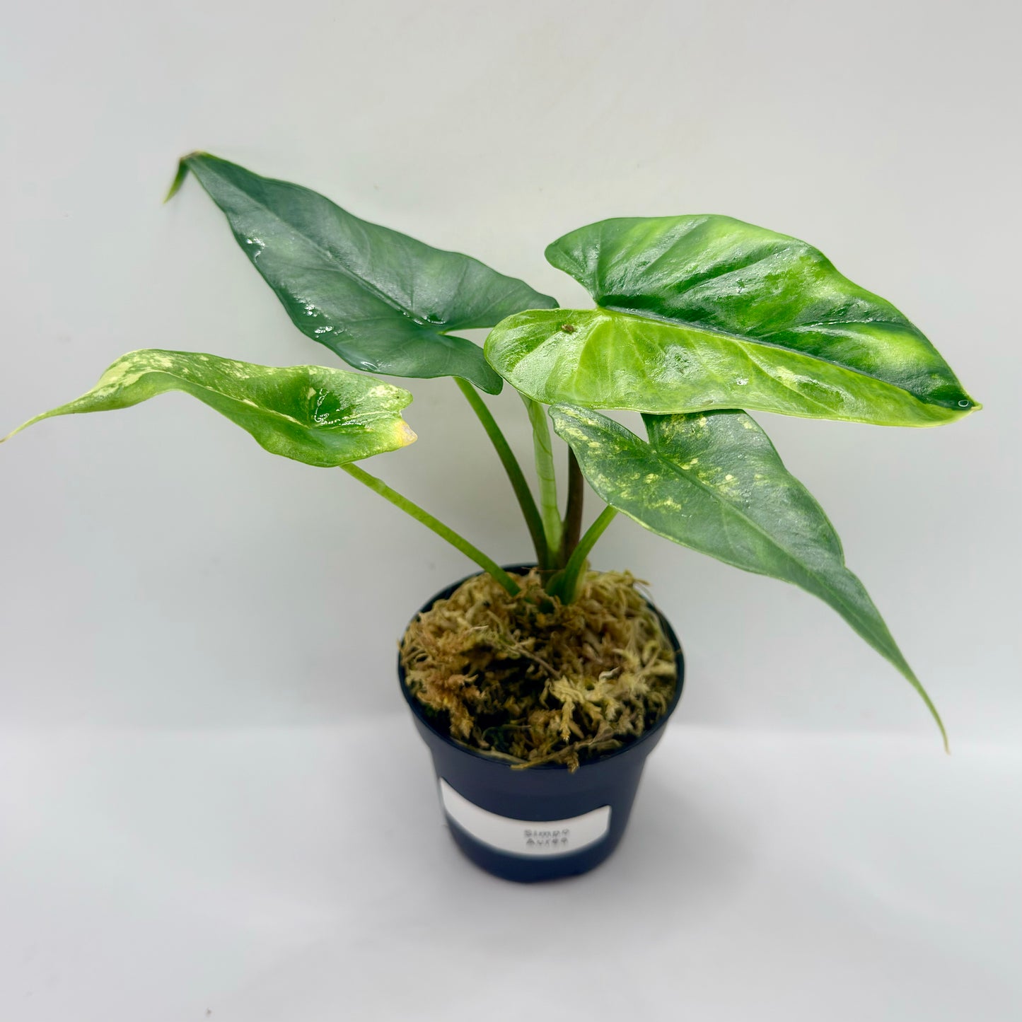 Alocasia Simpo Aurea Variegata