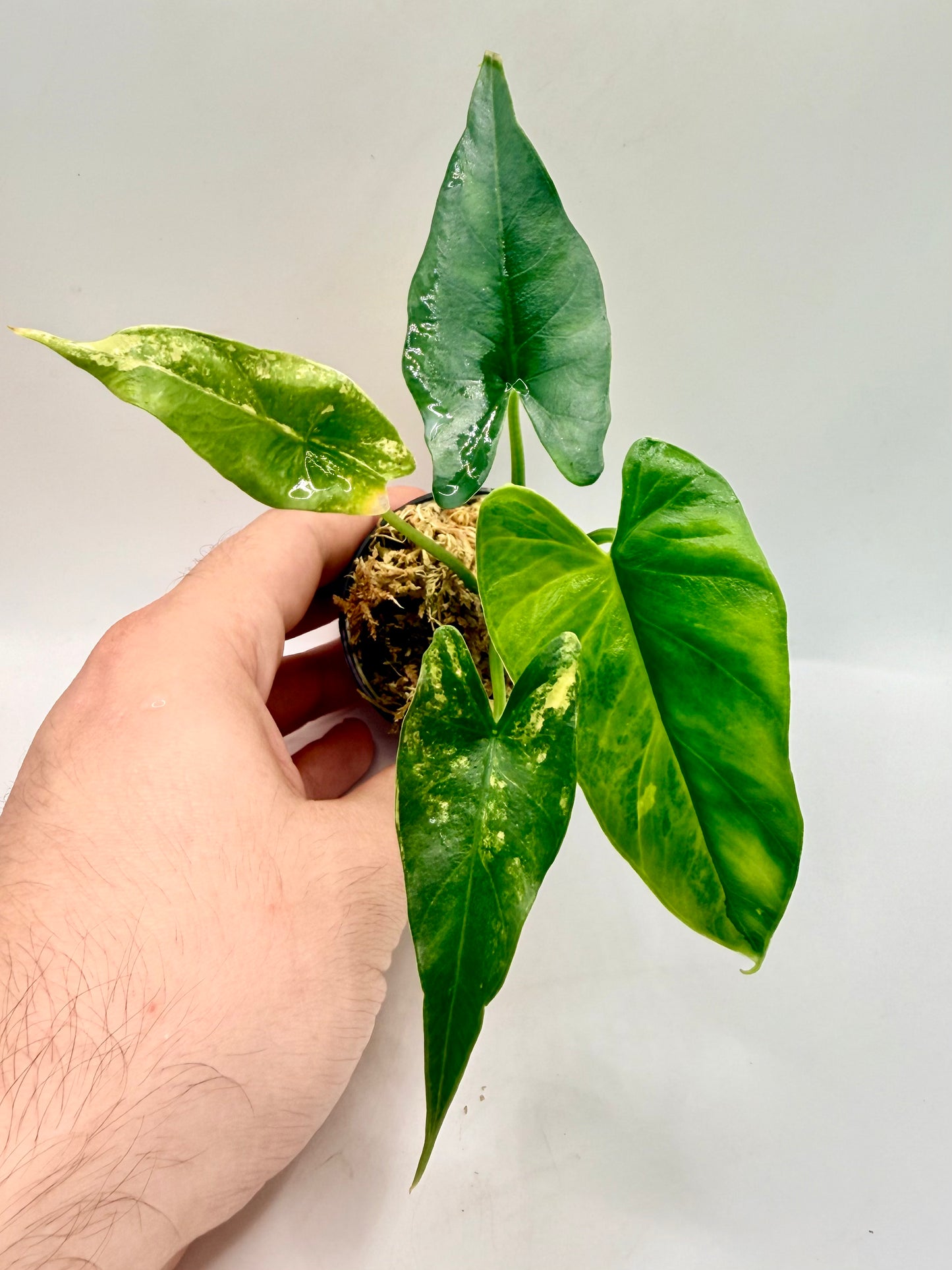 Alocasia Simpo Aurea Variegata