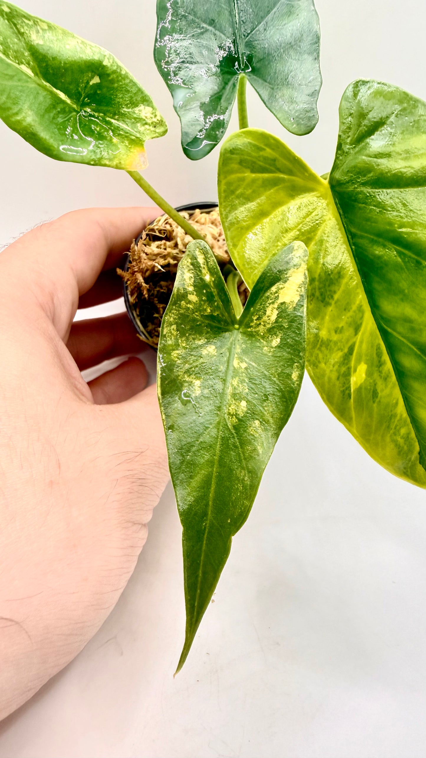 Alocasia Simpo Aurea Variegata