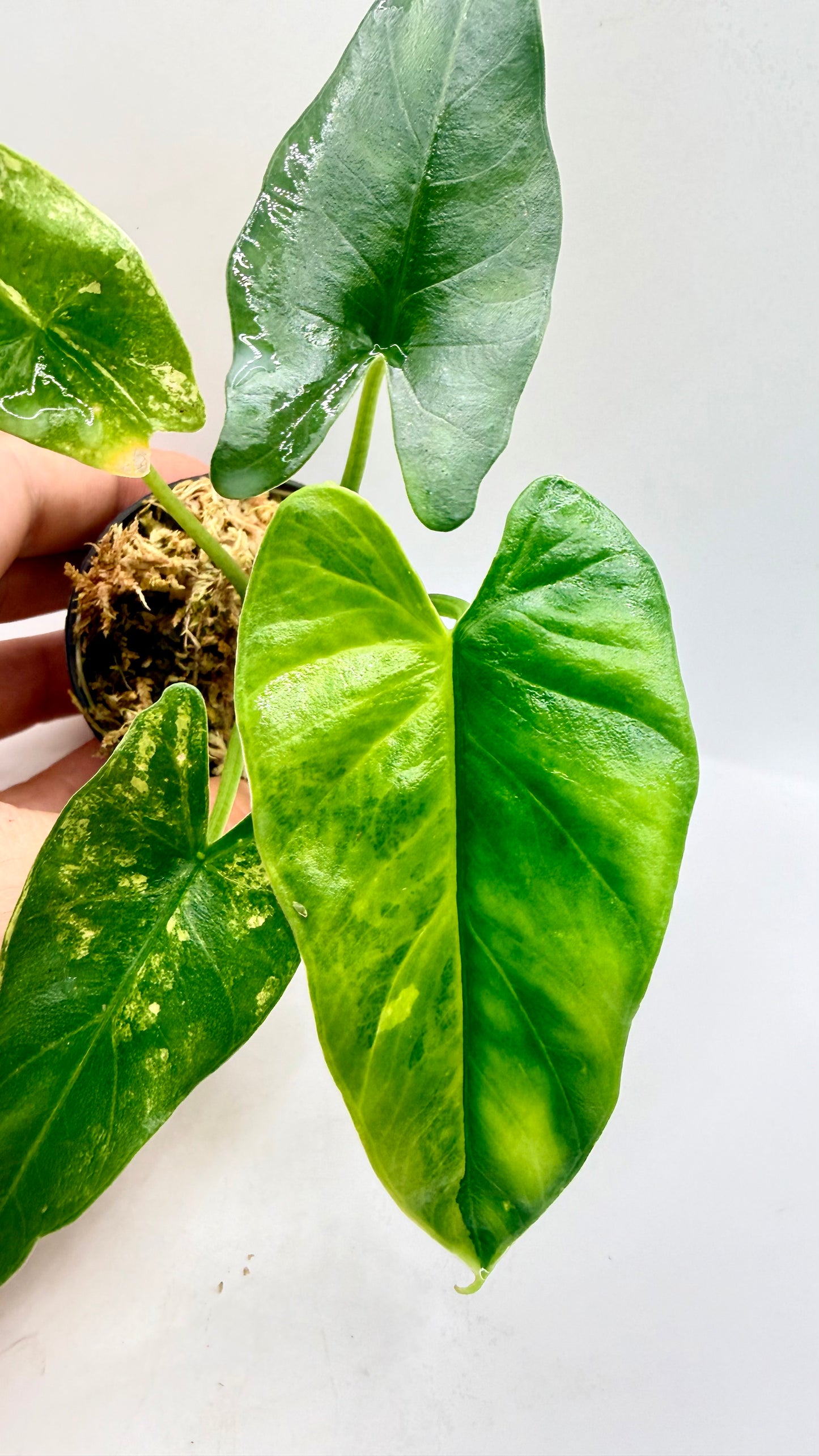 Alocasia Simpo Aurea Variegata