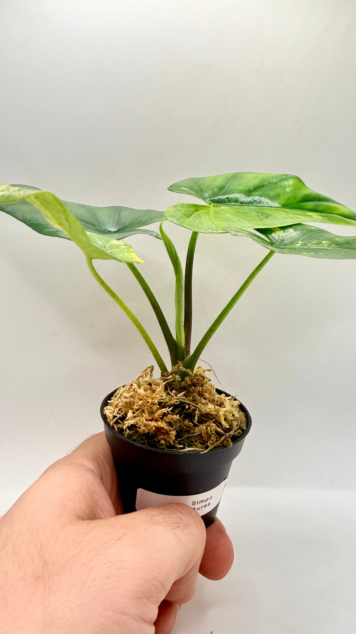 Alocasia Simpo Aurea Variegata