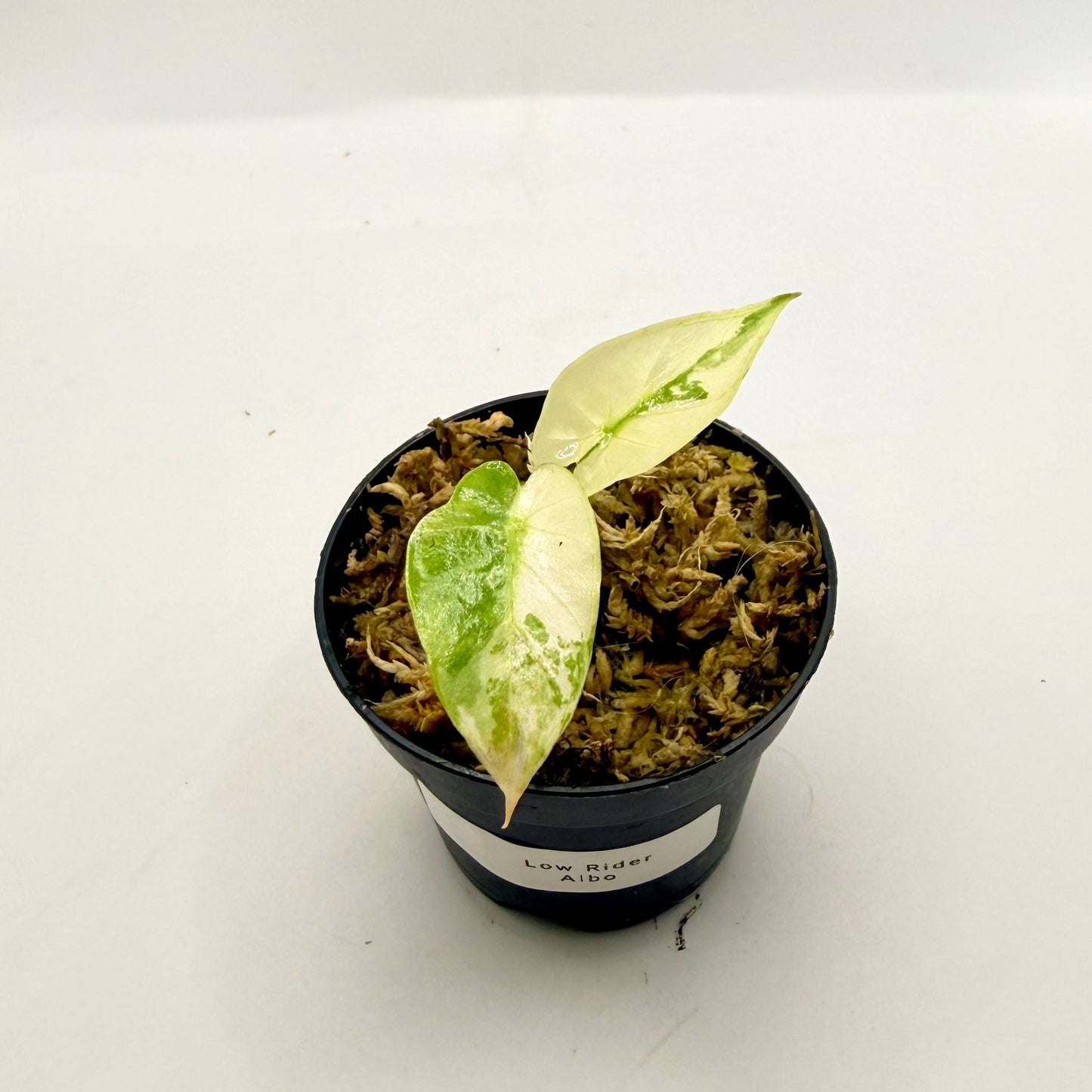 Alocasia Low Rider Albo Variegata