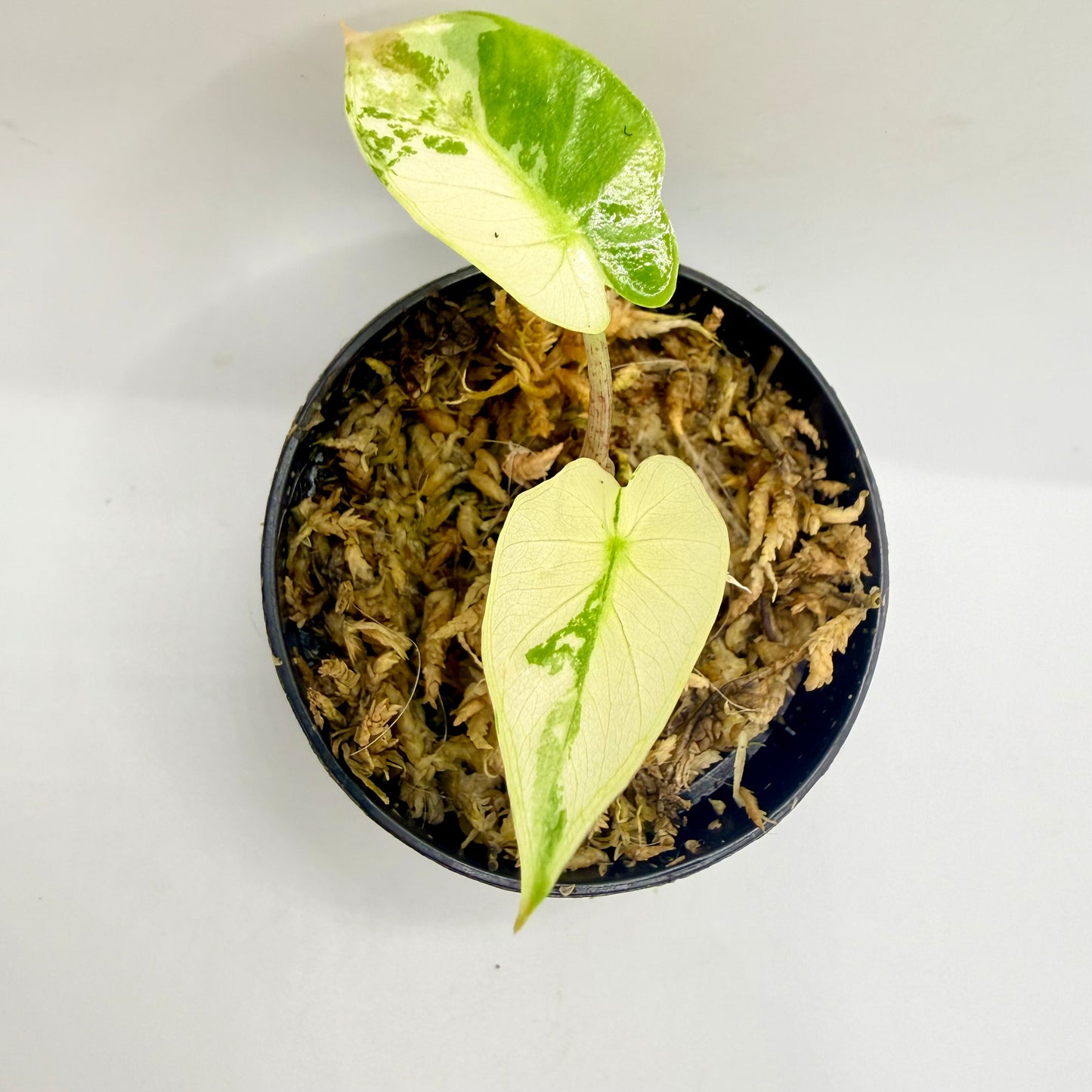 Alocasia Low Rider Albo Variegata
