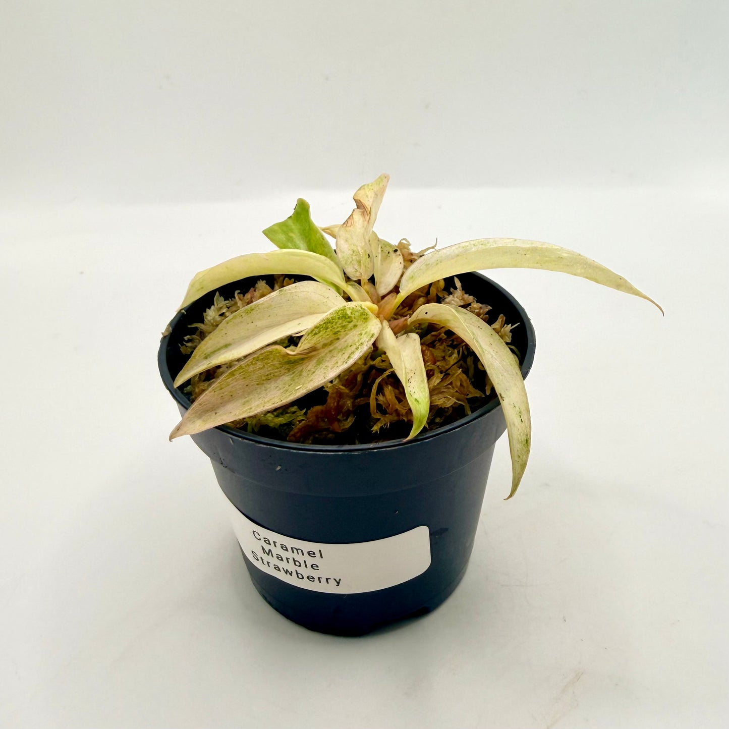 Philodendron Caramel Marble Strawberry Pink Variegata
