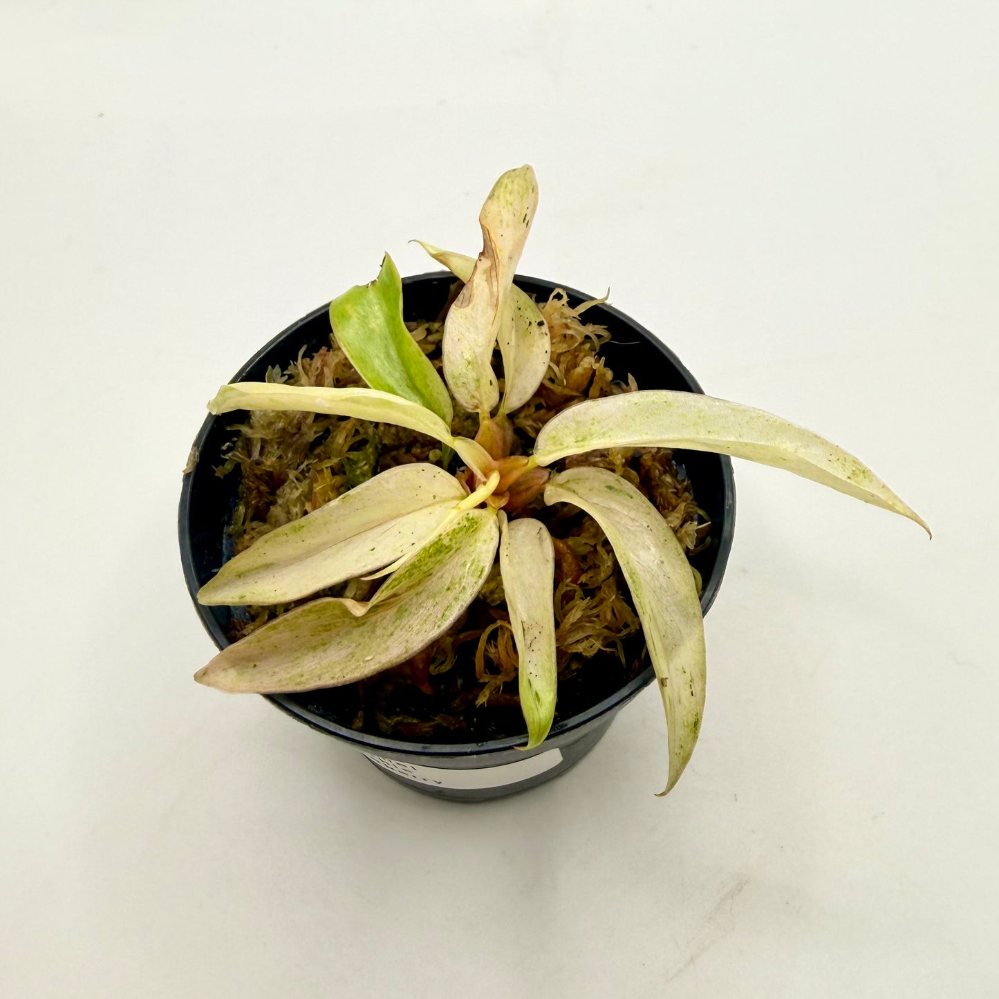 Philodendron Caramel Marble Strawberry Pink Variegata