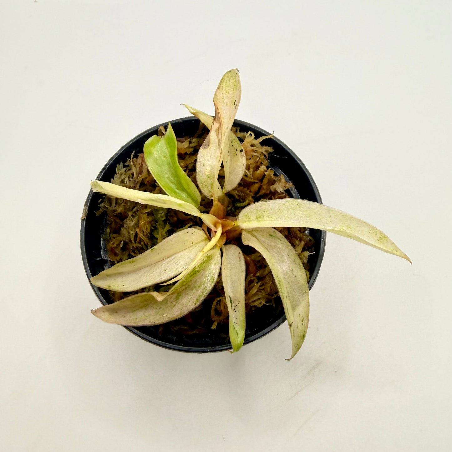 Philodendron Caramel Marble Strawberry Pink Variegata