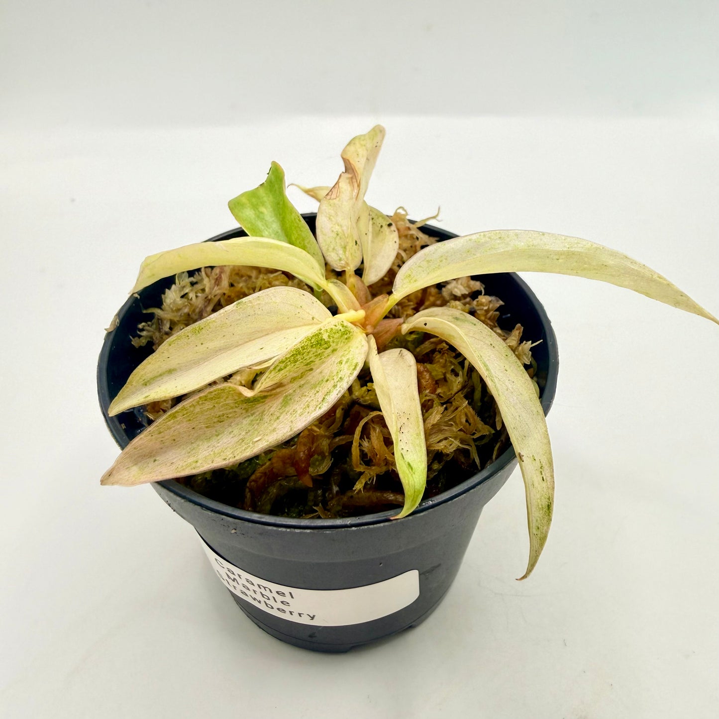 Philodendron Caramel Marble Strawberry Pink Variegata