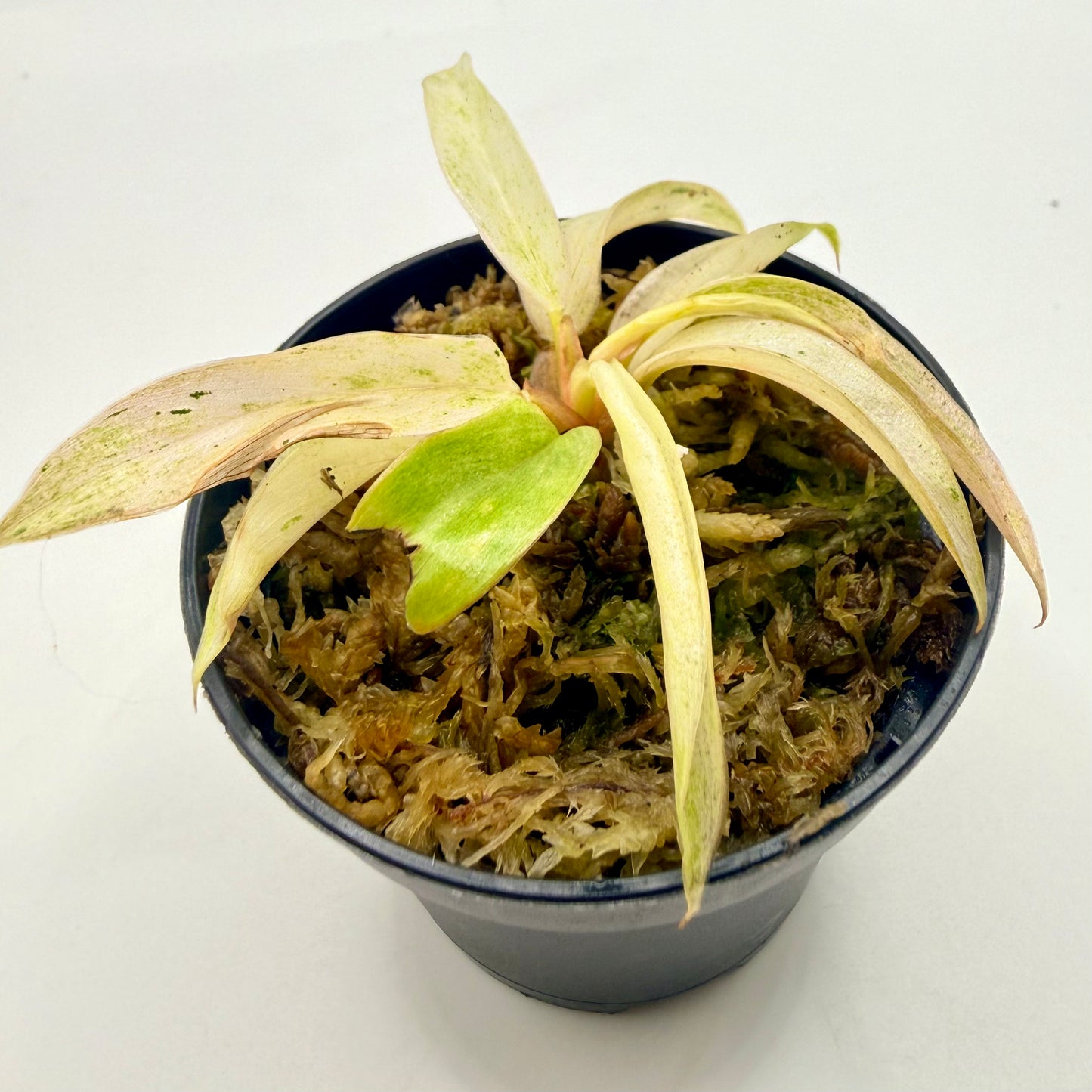 Philodendron Caramel Marble Strawberry Pink Variegata