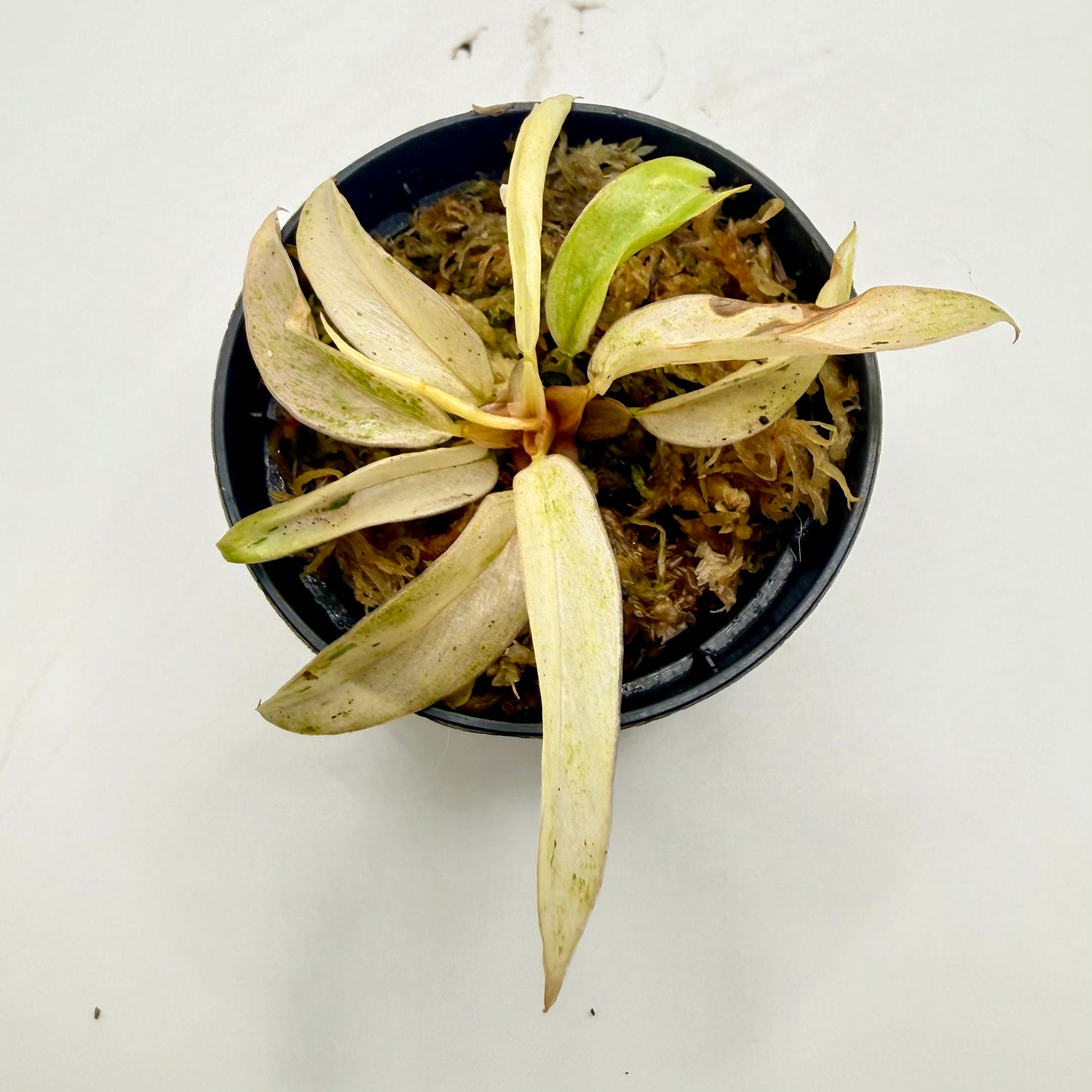 Philodendron Caramel Marble Strawberry Pink Variegata