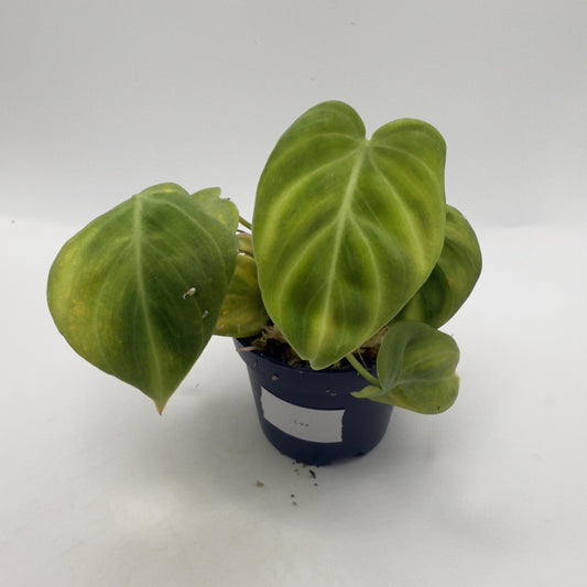 Philodendron Luruxians