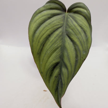 Philodendron SP Colombia