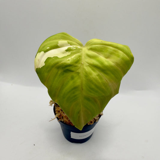 Philodendron Nangaritense Albo Variegated