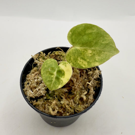 Anthurium Papillilaminum  x  Magnificum Variegata