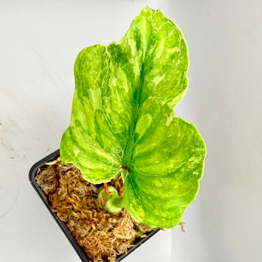 Philodendron Plowmanii Variegated