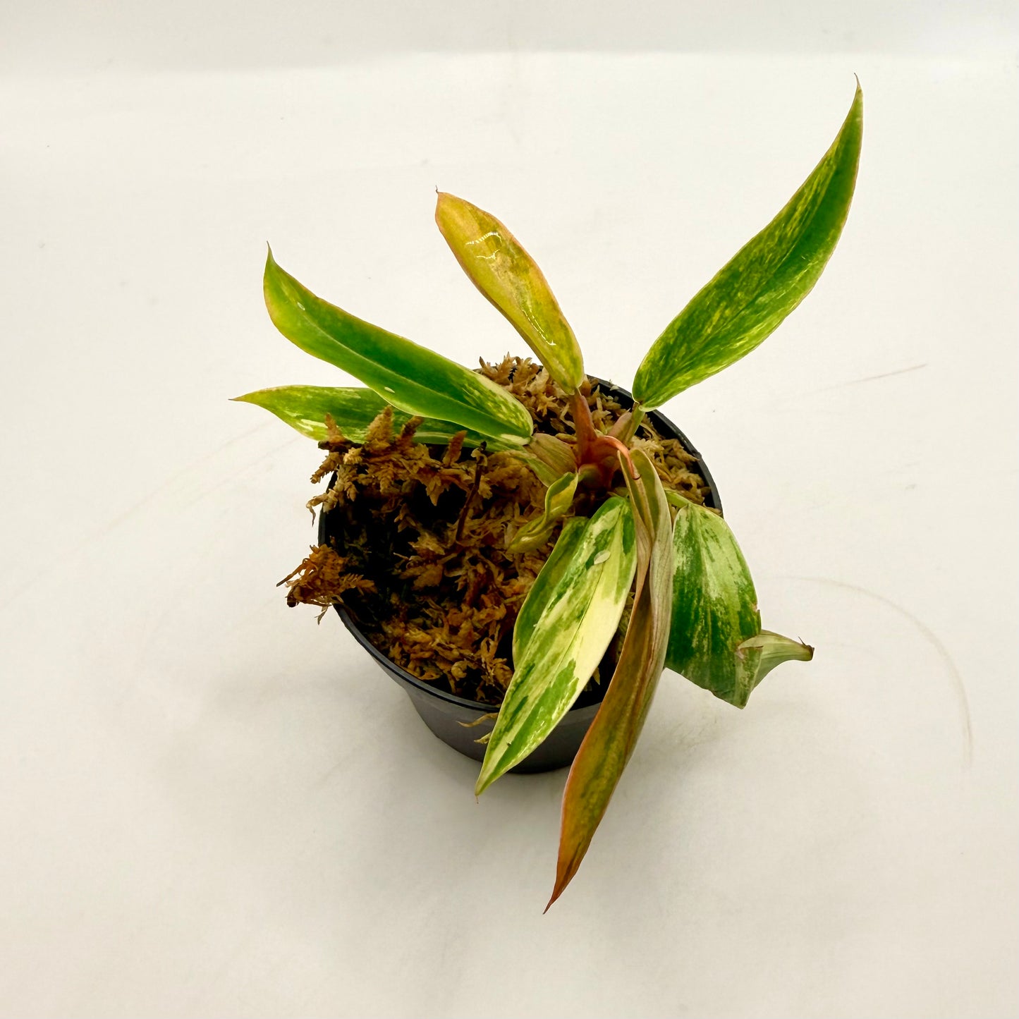 Philodendron Caramel Marble