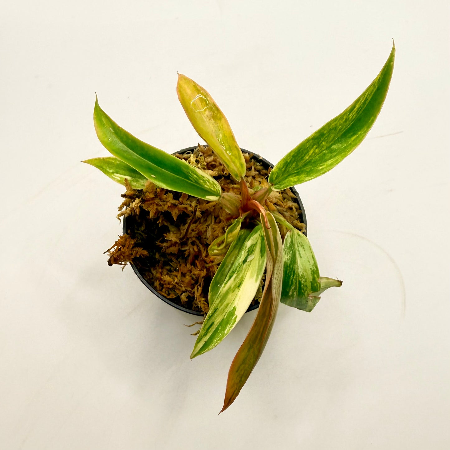 Philodendron Caramel Marble