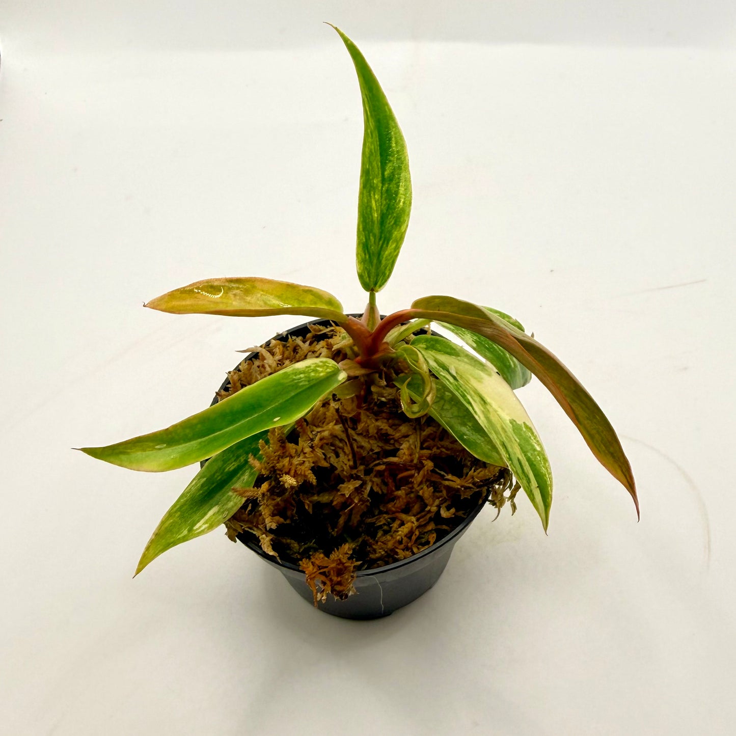Philodendron Caramel Marble