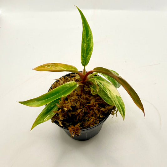 Philodendron Caramel Marble