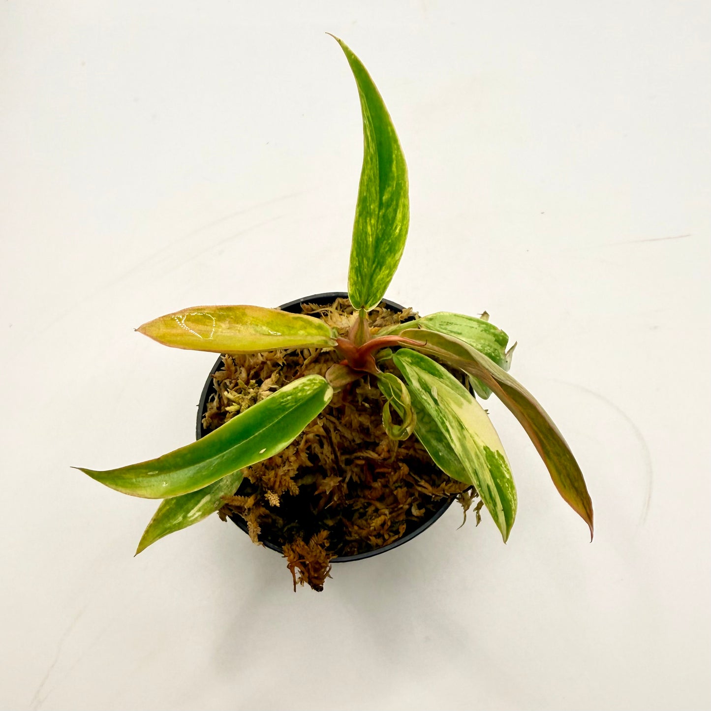 Philodendron Caramel Marble