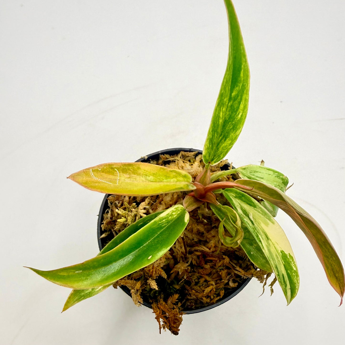 Philodendron Caramel Marble