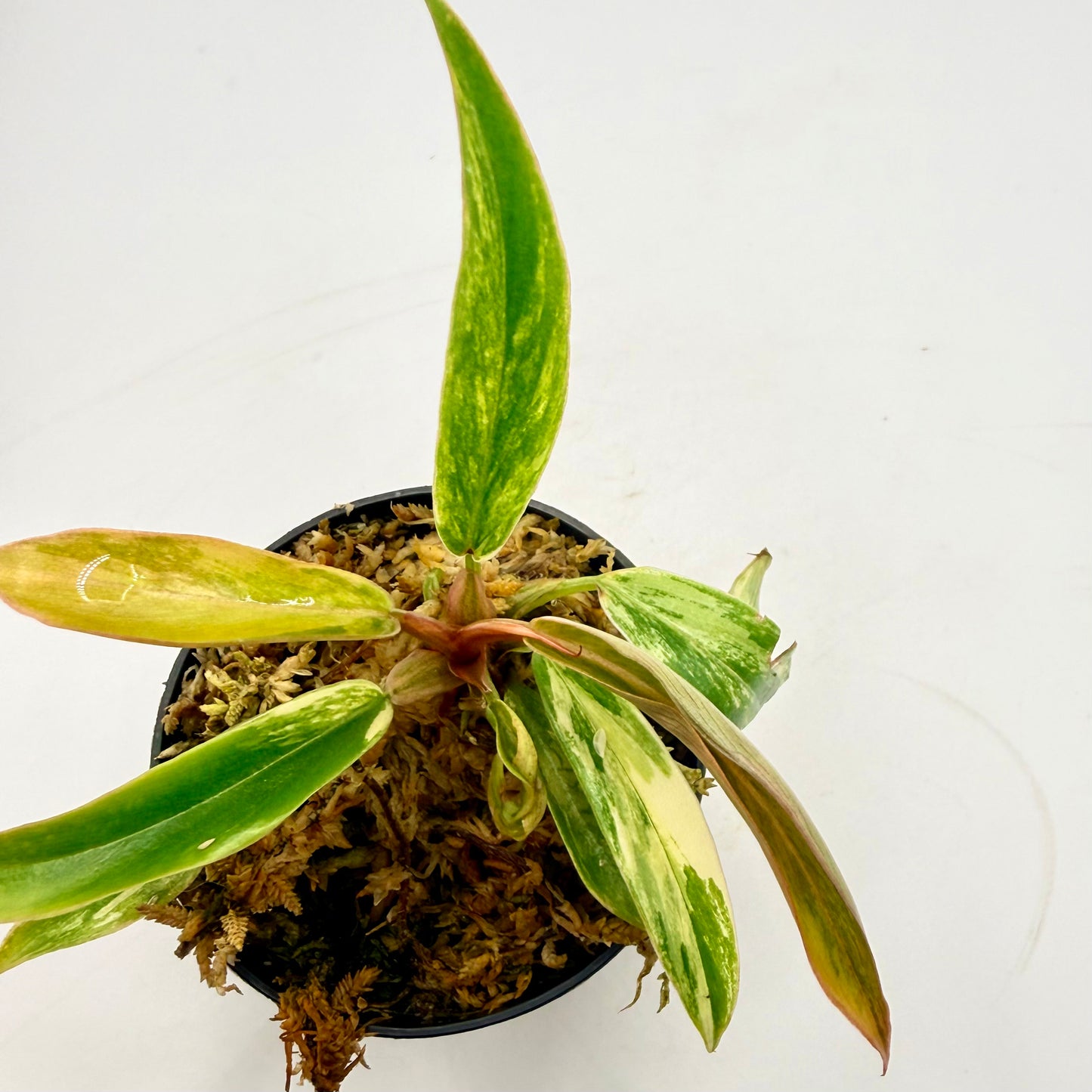 Philodendron Caramel Marble