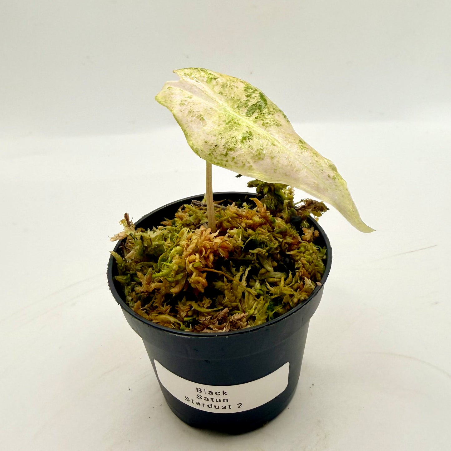 Alocasia Black Satun Stardust Variegata