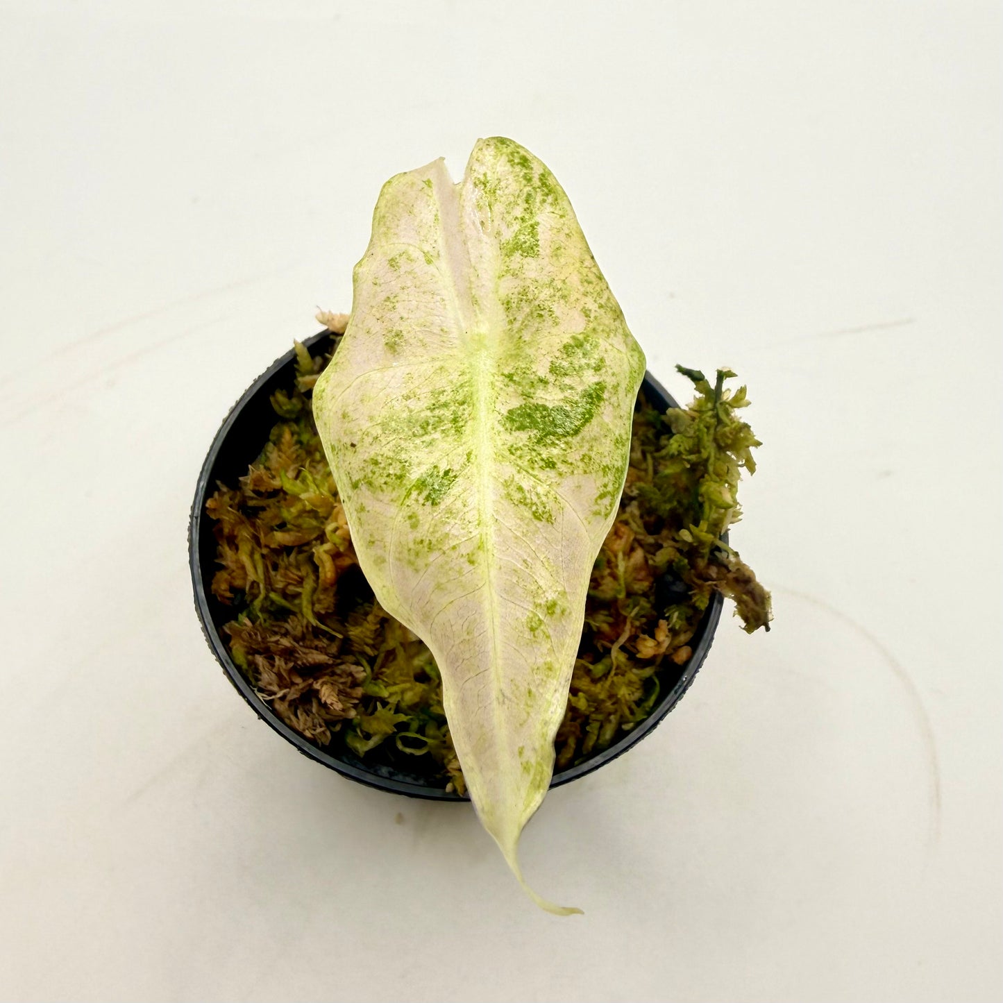 Alocasia Black Satun Stardust Variegata