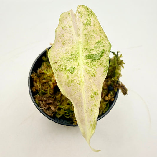 Alocasia Black Satun Stardust Variegata