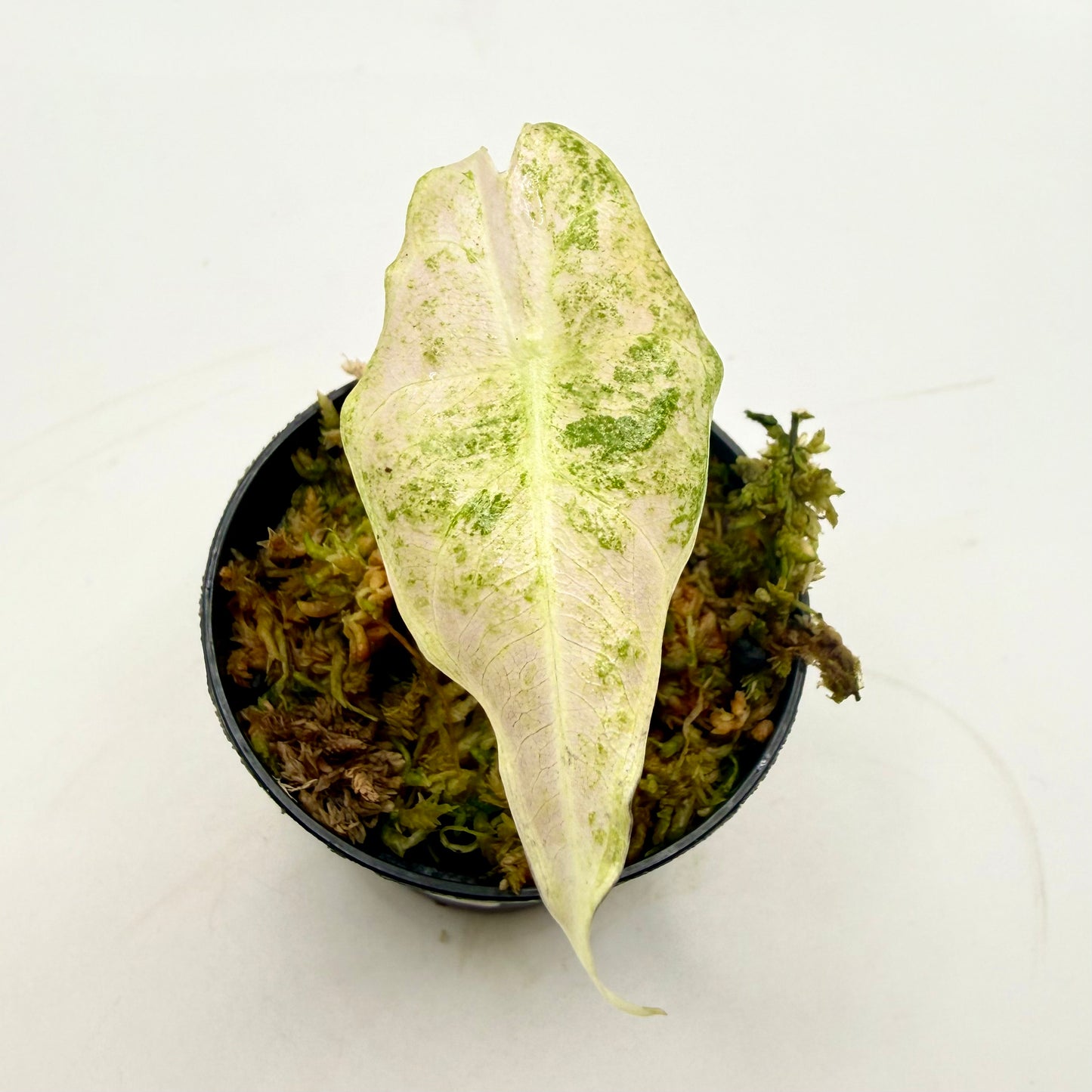 Alocasia Black Satun Stardust Variegata