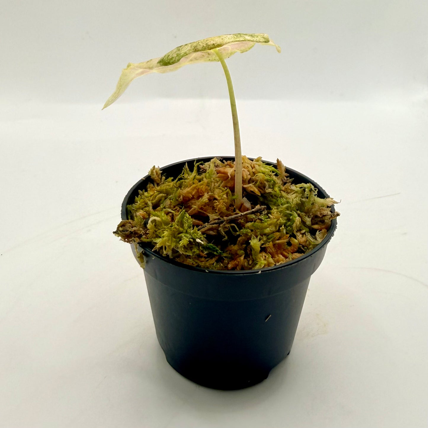 Alocasia Black Satun Stardust Variegata