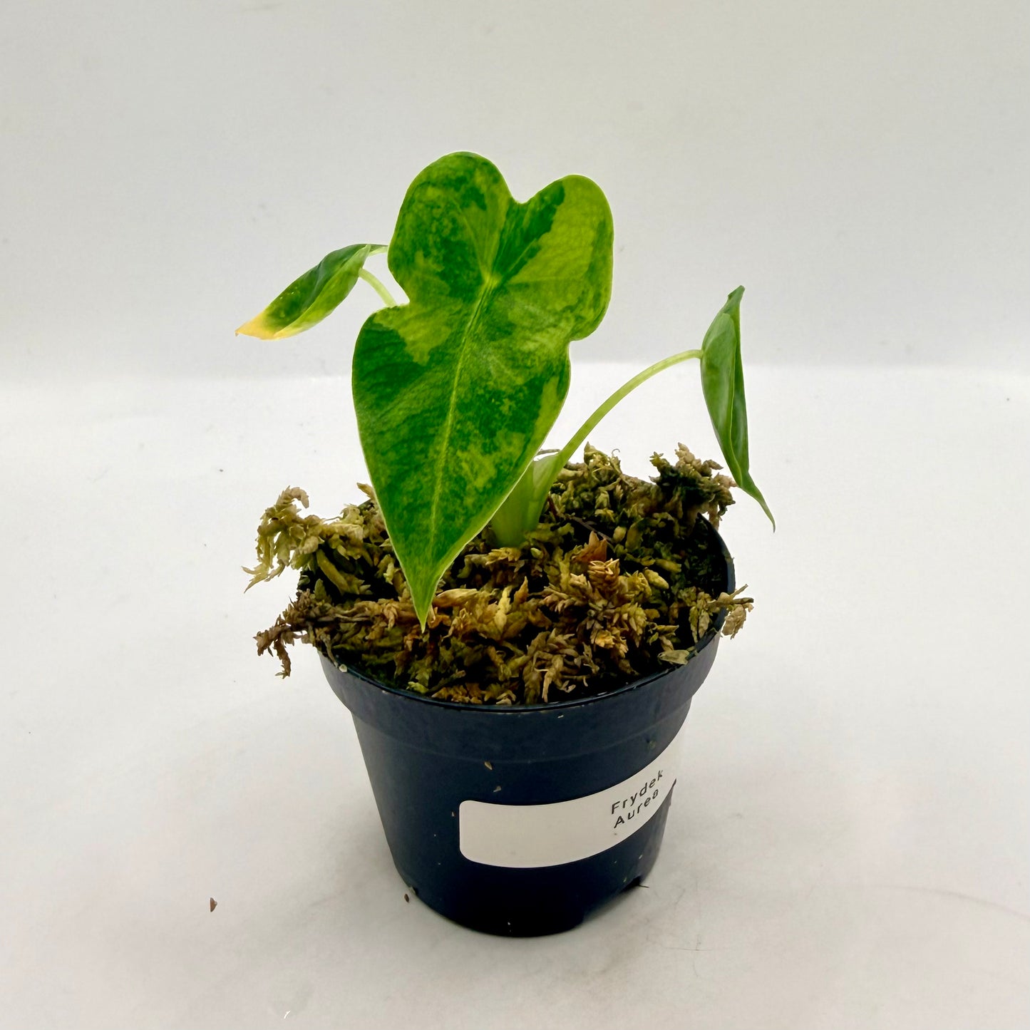 Alocasia Frydek Aurea GoG