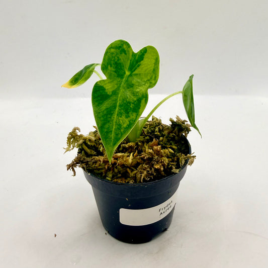 Alocasia Frydek Aurea GoG