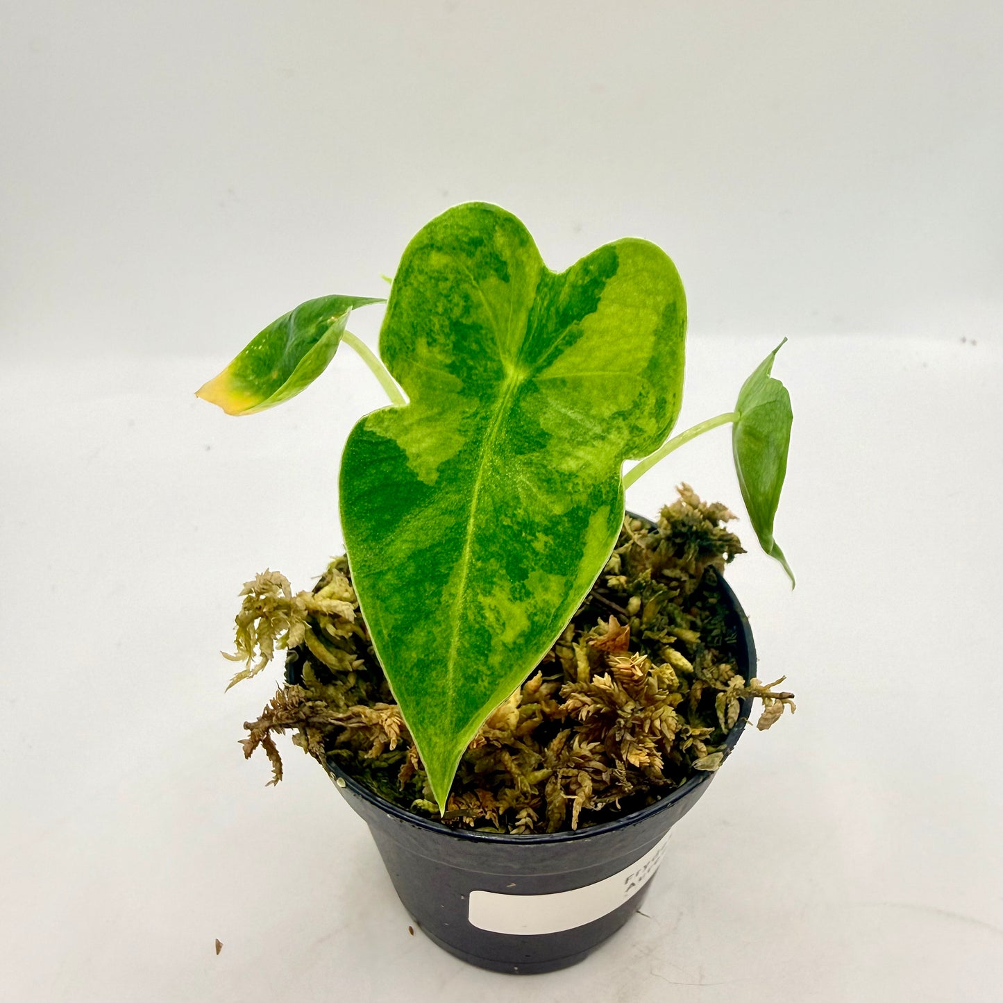 Alocasia Frydek Aurea GoG